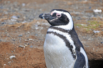 Magellanic penguin on the shores of the Magdalena Island, during a sunny day.