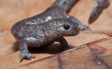 Streamside salamander macro portrait