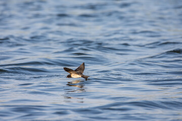 Barn Swallow
