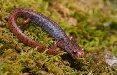 Four-toed salamander macro portrait on green moss