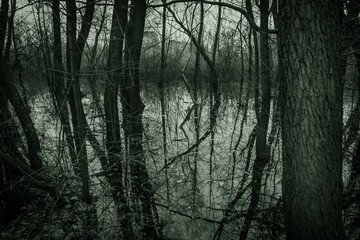 Eery dark winter forest in water