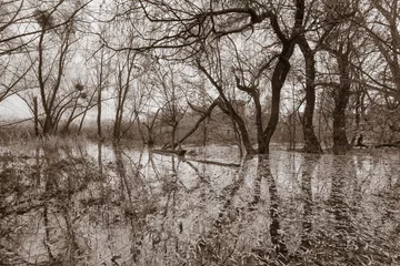 Foto auf Leinwand Eery dark winter forest in water © metapompa