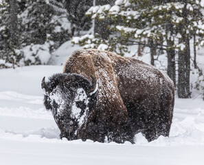 Bison Bull Snow Face - A bison bull forages for grass through the deep snow giving it a snow covered face that almost looks like a mask. Yellowstone National Park, Wyoming.