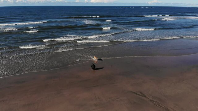 DRONE AERIAL FOOTAGE: Happy family playing with a dog on the beach. Father with his baby boy play at the winter beach. Family with a Golden Retriever dog.