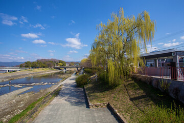 Willow on river Katsura  in Kyoto - time of sakura