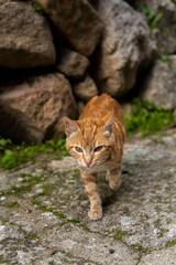 Photo of a beautiful orange cat sitting on a street during a sunny day