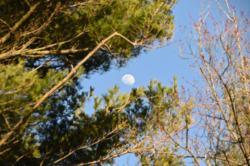 Moon and branches