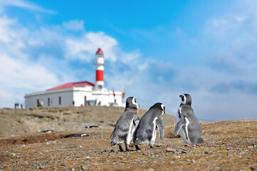Magellanic penguins on the shores of the Magdalena Island, in front of a red lighthouse, during a...