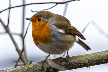 A robin songbird looking for food in winter.