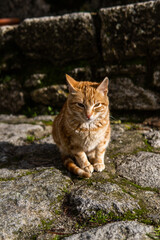 Fototapeta premium Photo of a beautiful orange cat sitting on a street during a sunny day