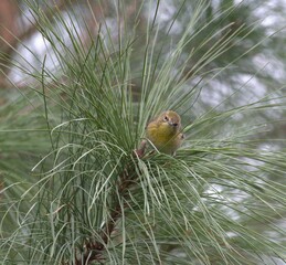 Bird Yellow pine