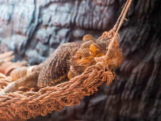 iguana descansando sobre cuerdas