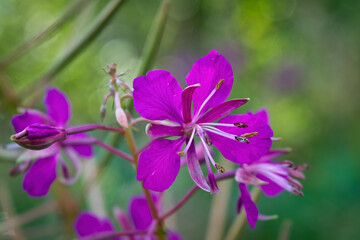 Fireweed flowers. Wonderful magenta flowers of a fireweed.