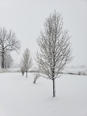 trees in snow