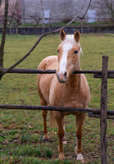 Texan horse, Quarter Horse red