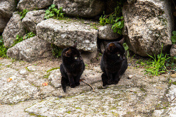Photo of a small and beautiful black cat sitting on the street. Green eyes