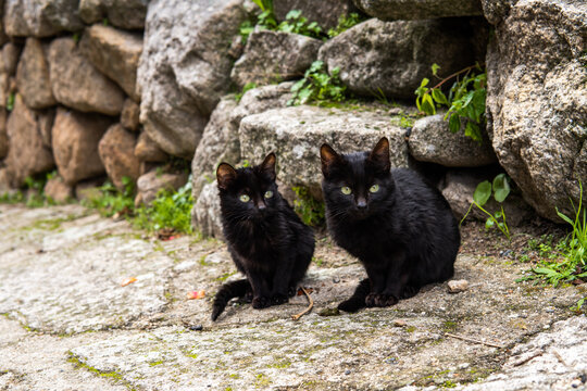 Photo of a small and beautiful black cat sitting on the street. Green eyes
