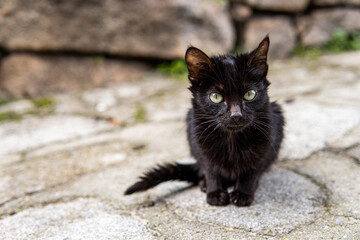 Photo of a small and beautiful black cat sitting on the street. Green eyes
