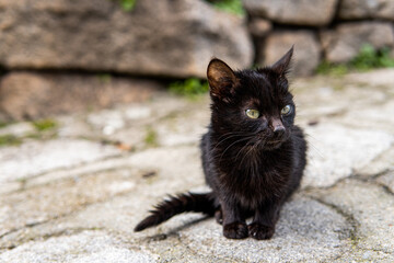 Photo of a small and beautiful black cat sitting on the street. Green eyes