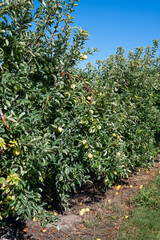 Fototapeta na wymiar Fruit orchards in France, apple trees with ripe fruits ready for harvest in Provence