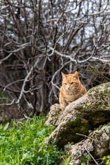Photo of a beautiful orange cat sitting on a street during a sunny day