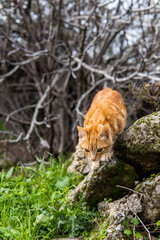 Photo of a beautiful orange cat sitting on a street during a sunny day