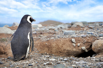Fototapeta premium Magellanic penguins on the shores of the Magdalena Island, during a sunny day.