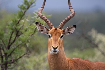 Impala Ram
