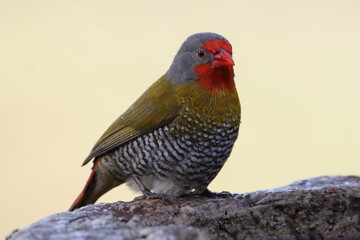 Melba Finch Male