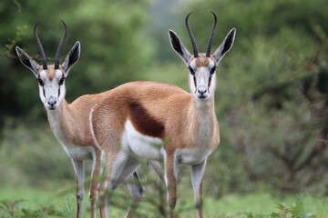 Gazelle Twins