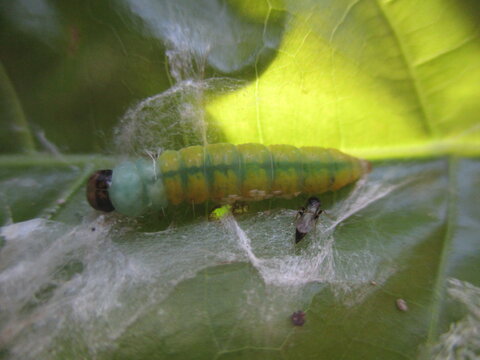 macro of a parasited caterpillar 
