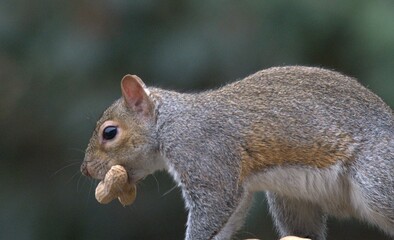 Squirrel
