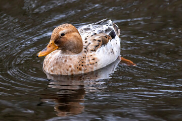 Duck in a little lake.