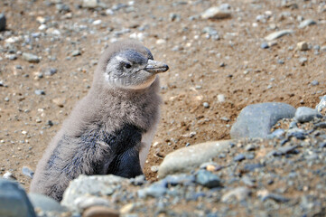 Magellanic female penguin near the nest on the shores of the Magdalena Island, during a sunny day.