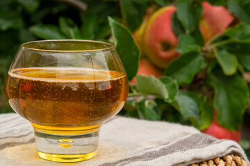 Glass of apple cider from Normandy, France and green apple tree with ripe red fruits on background
