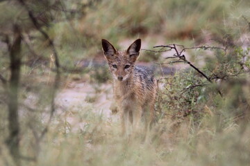 Young Jackal