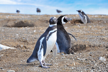Magellanic penguins on the shores of the Magdalena Island, during a sunny day with a blue sky covered by white clouds.
