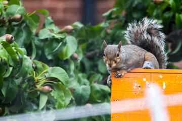 squirrel eating nut © imranmalikdesignz