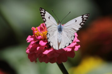 Butterfly on Pink Flower