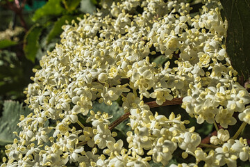 Holunder Blüten