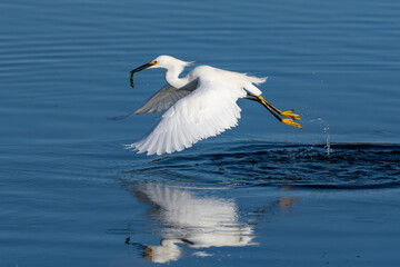 Snowy White Egret lightly drags feets across reflective pond surface with wings spread and happy with capture of fish grasped in its beak.