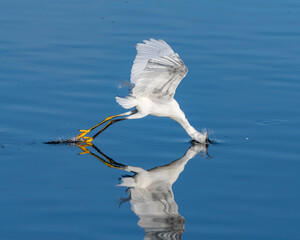 Snowy White Egret splash down onto pond surface reflection with head submerged under the water...
