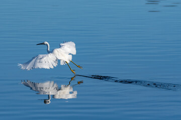 Snowy White Egret leaves soft wake of water behind after skimming feet across pond surface while hunting for fish.