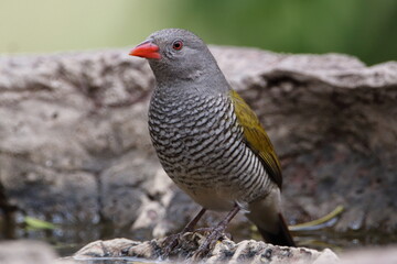 Melba Finch Female