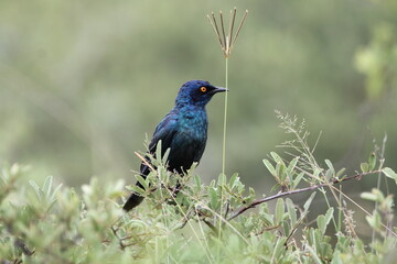 Glossy Starling