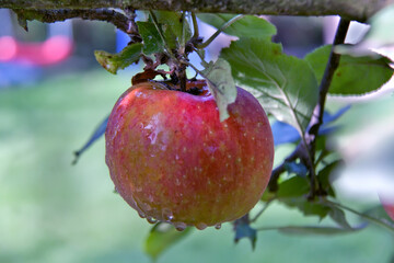 big red Apple on the branch after the rain