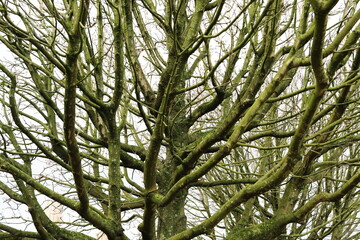 Winter Tree with Green Branches