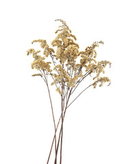 Dry field flowers in winter isolated on white background. Dry wild meadow grasses or herbs.
