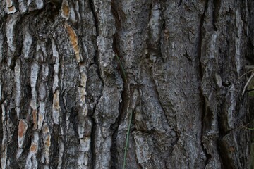 dark tree trunk background