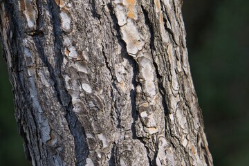 tree trunk background in the forest